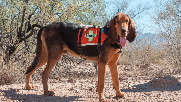 Illustration for article titled 4 Service Dogs Who’d Rather Be Fucking Right Now